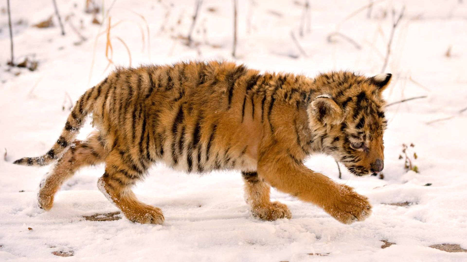 Little Cub Eager To Enjoy Its First Snow Background