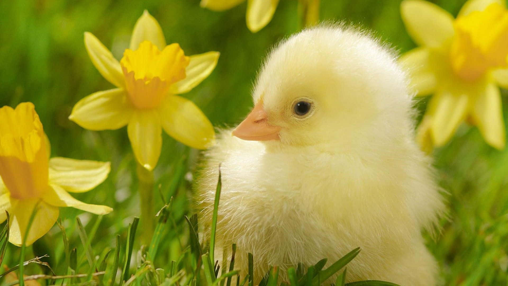 Little Cute Duck With A Yellow Flower Background