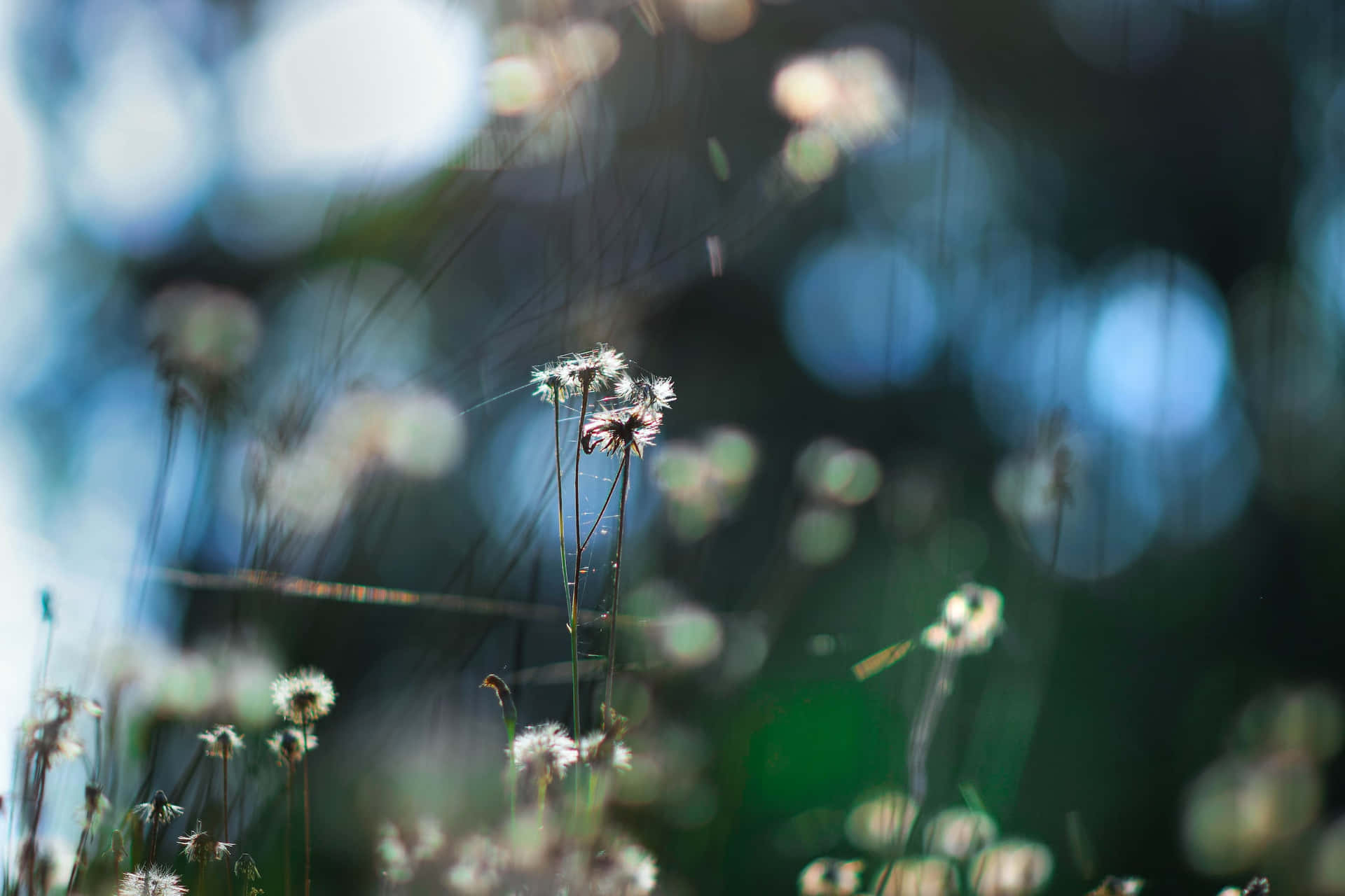 Little Cute Flower Background