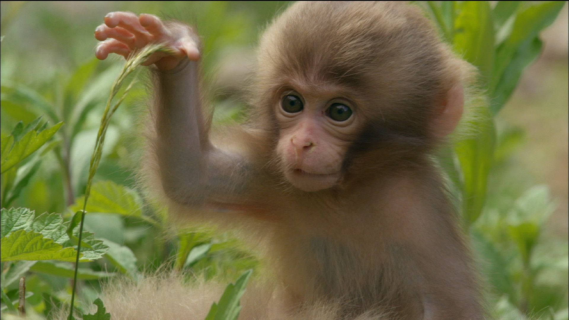 Little Cute Monkey