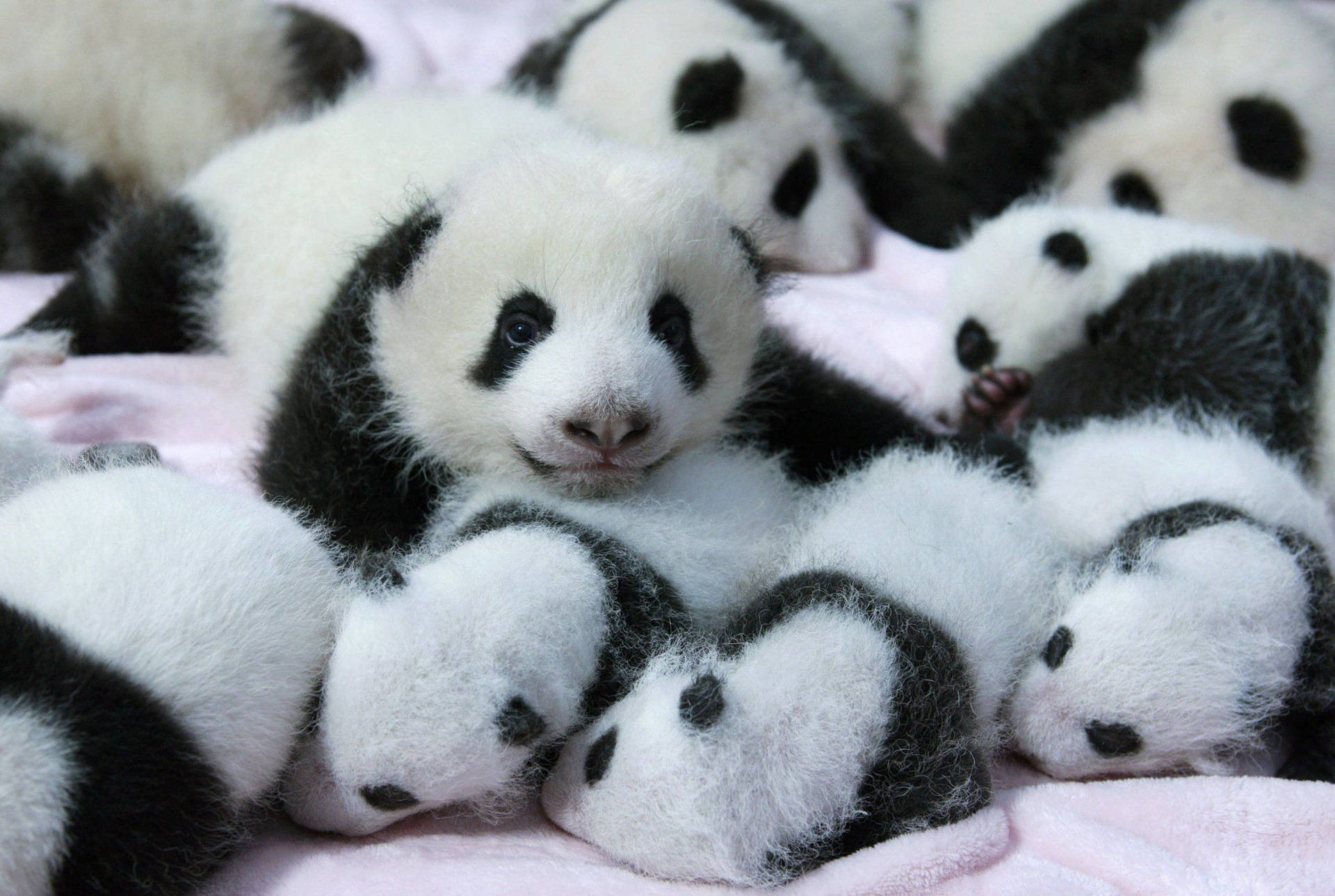 Little Cute Pandas Background