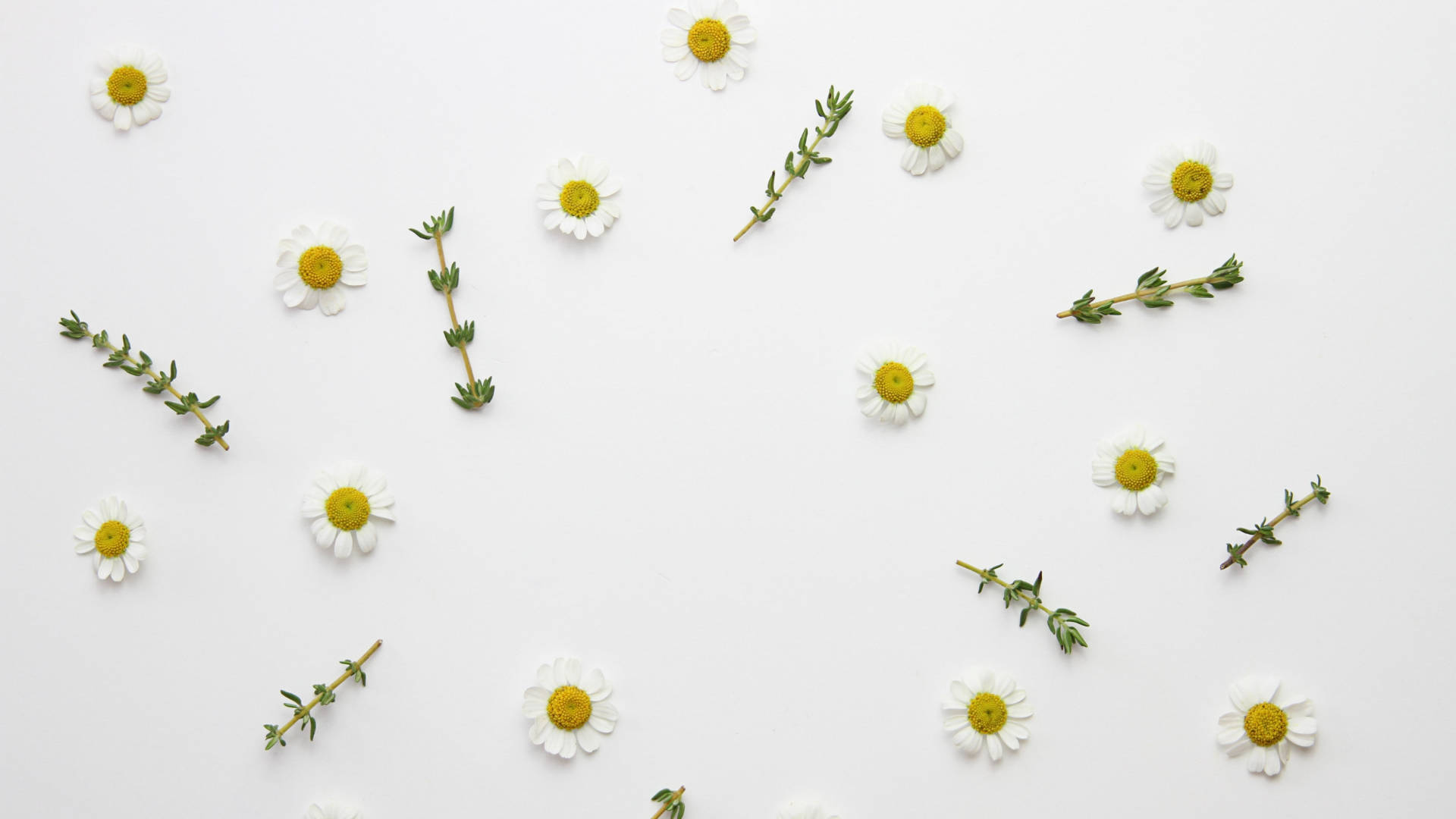 Little Daisy Flower With Thyme Leaves Background