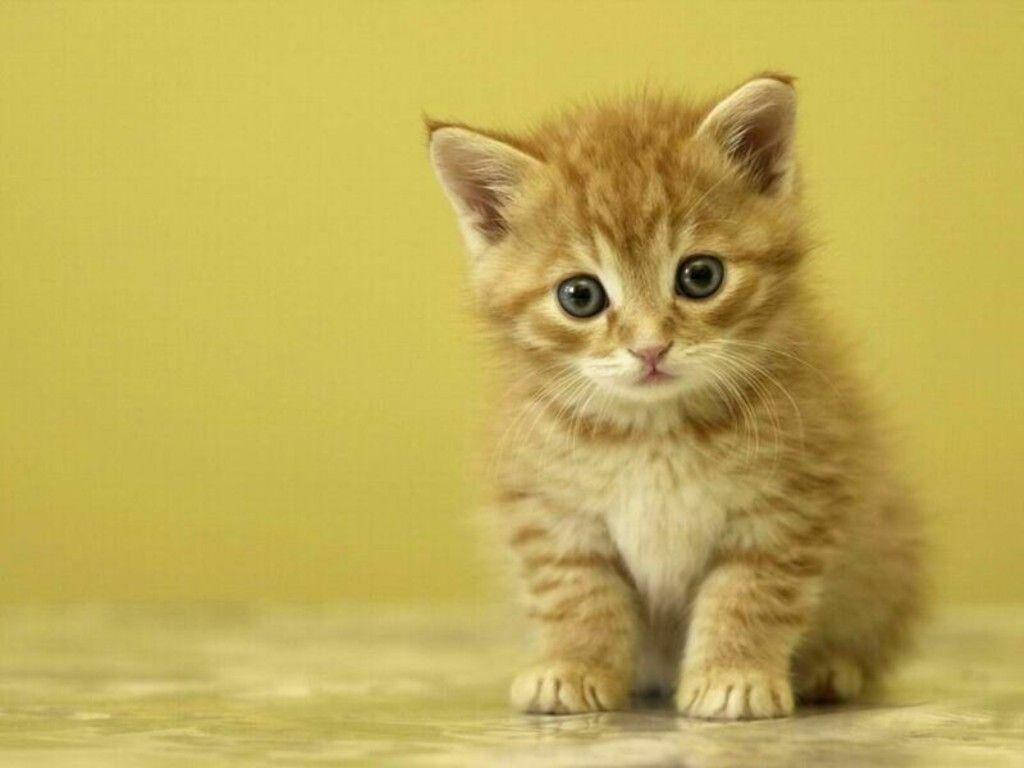 Little Fluffy Orange Kitten