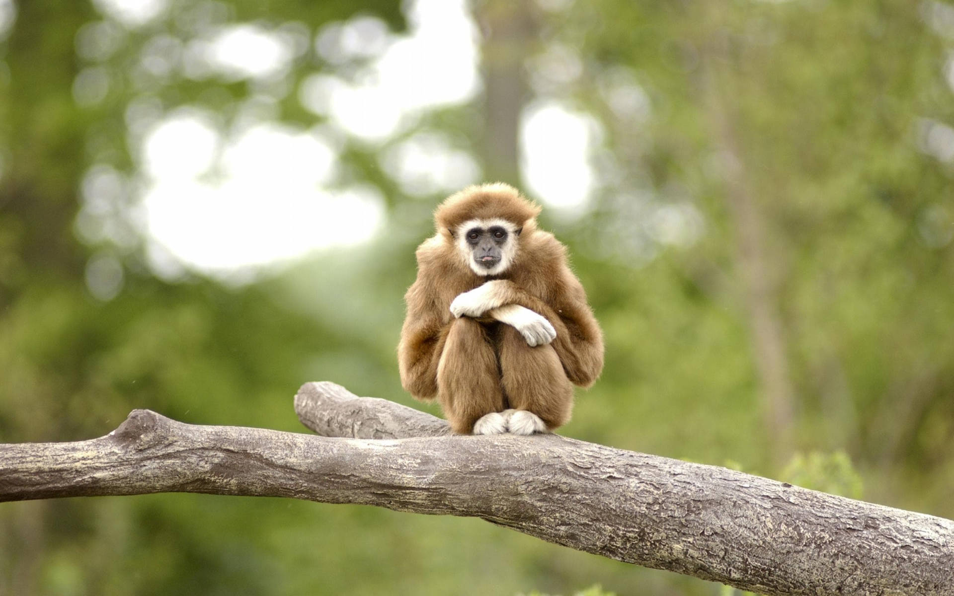 Little Gibbon On Branch Background