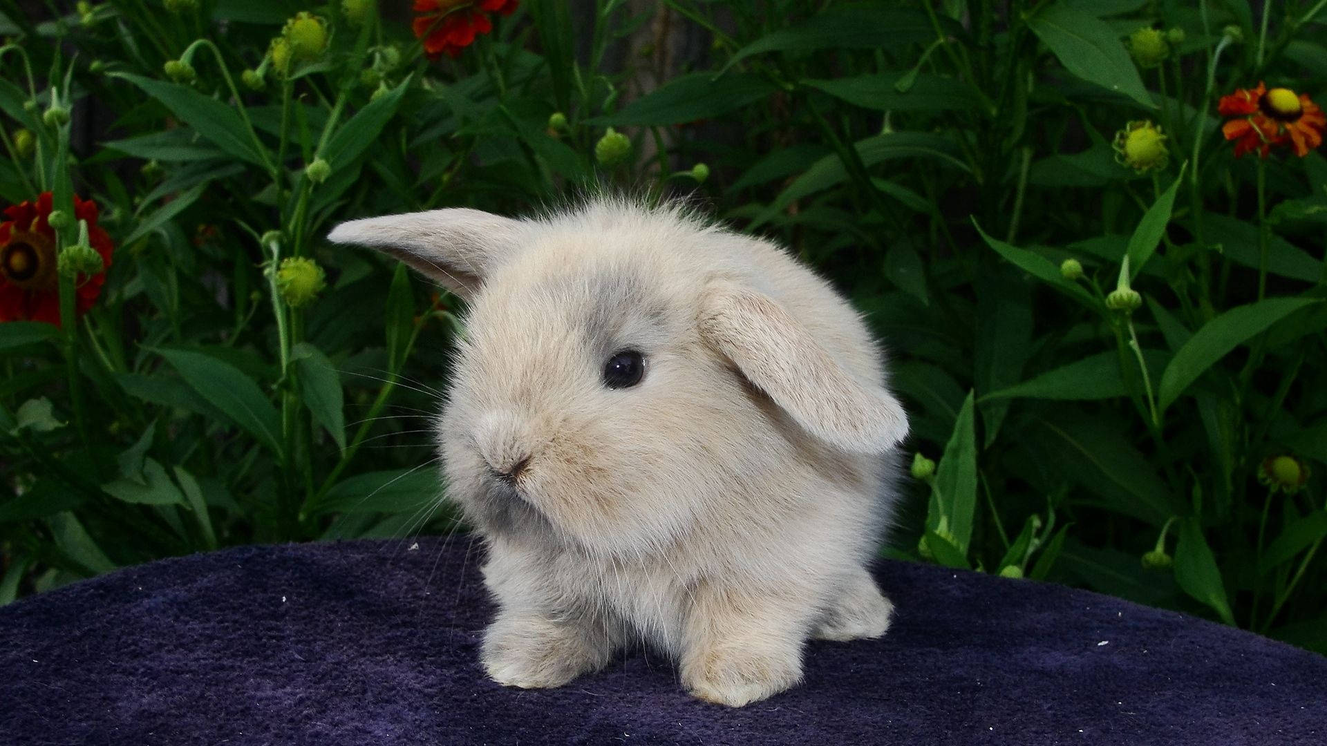 Little Grey Baby Bunny