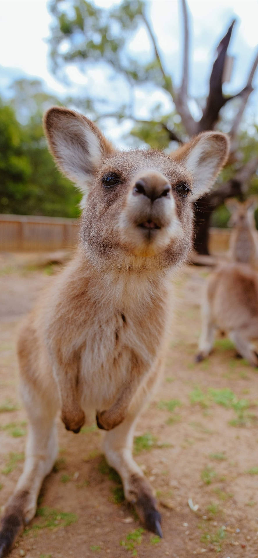 Little Joey Kangaroo Background