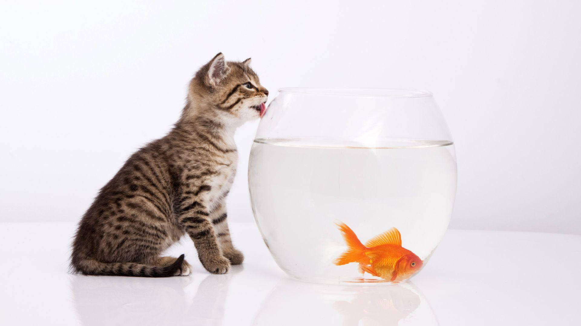 Little Kitten And Goldfish Background