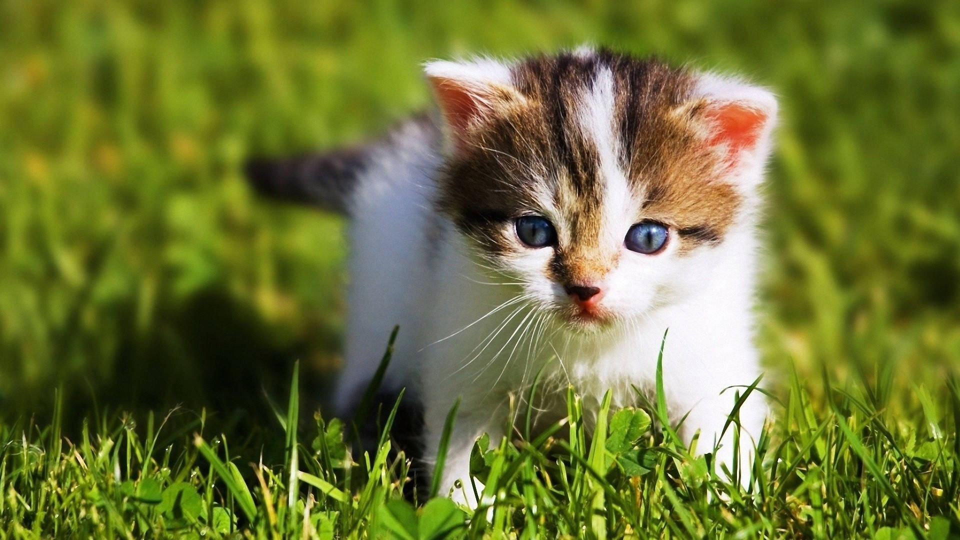 Little Kitten Animal Wandering In The Grass Background