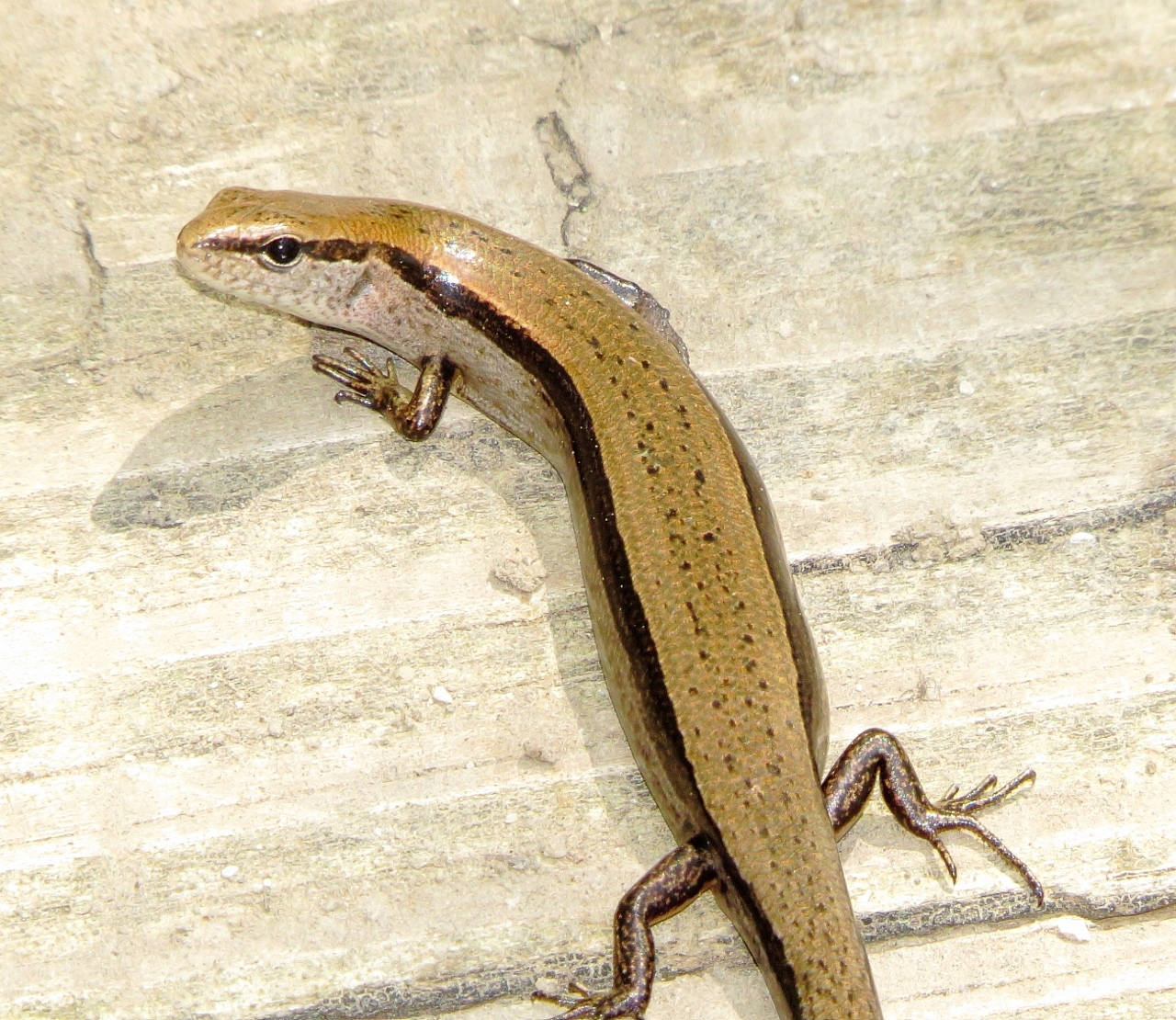 Little Light Brown Ground Skink Background