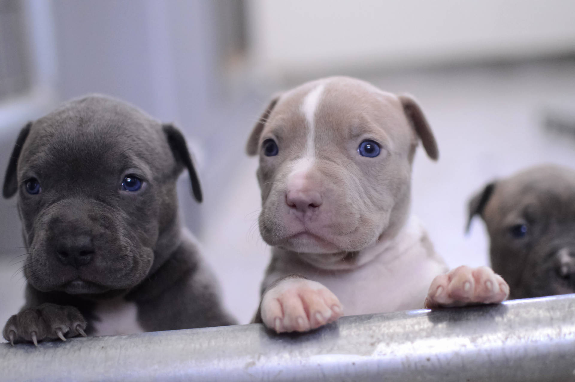 Little Pitbull Puppies Background