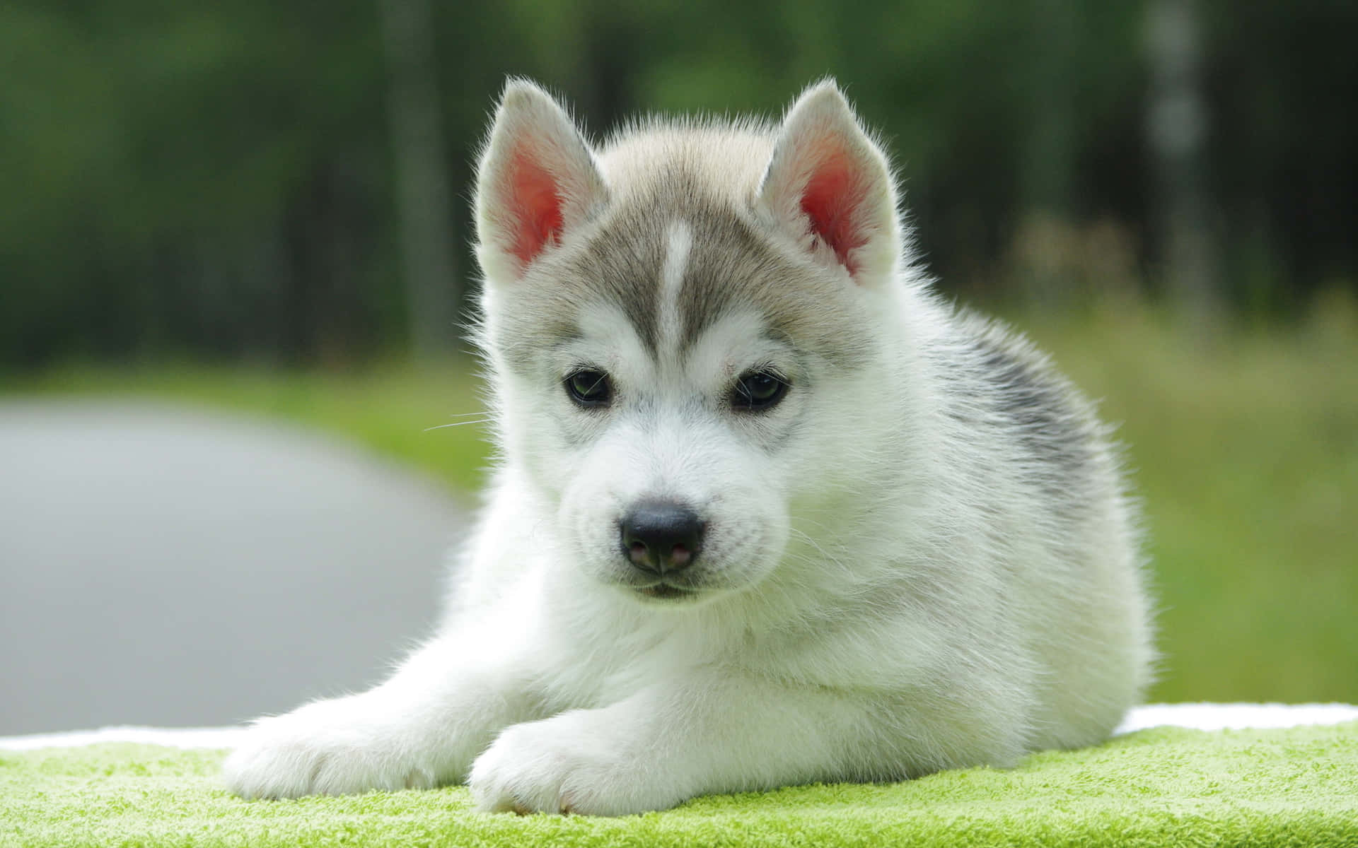 Little Puppies Enjoying Some Playtime Background