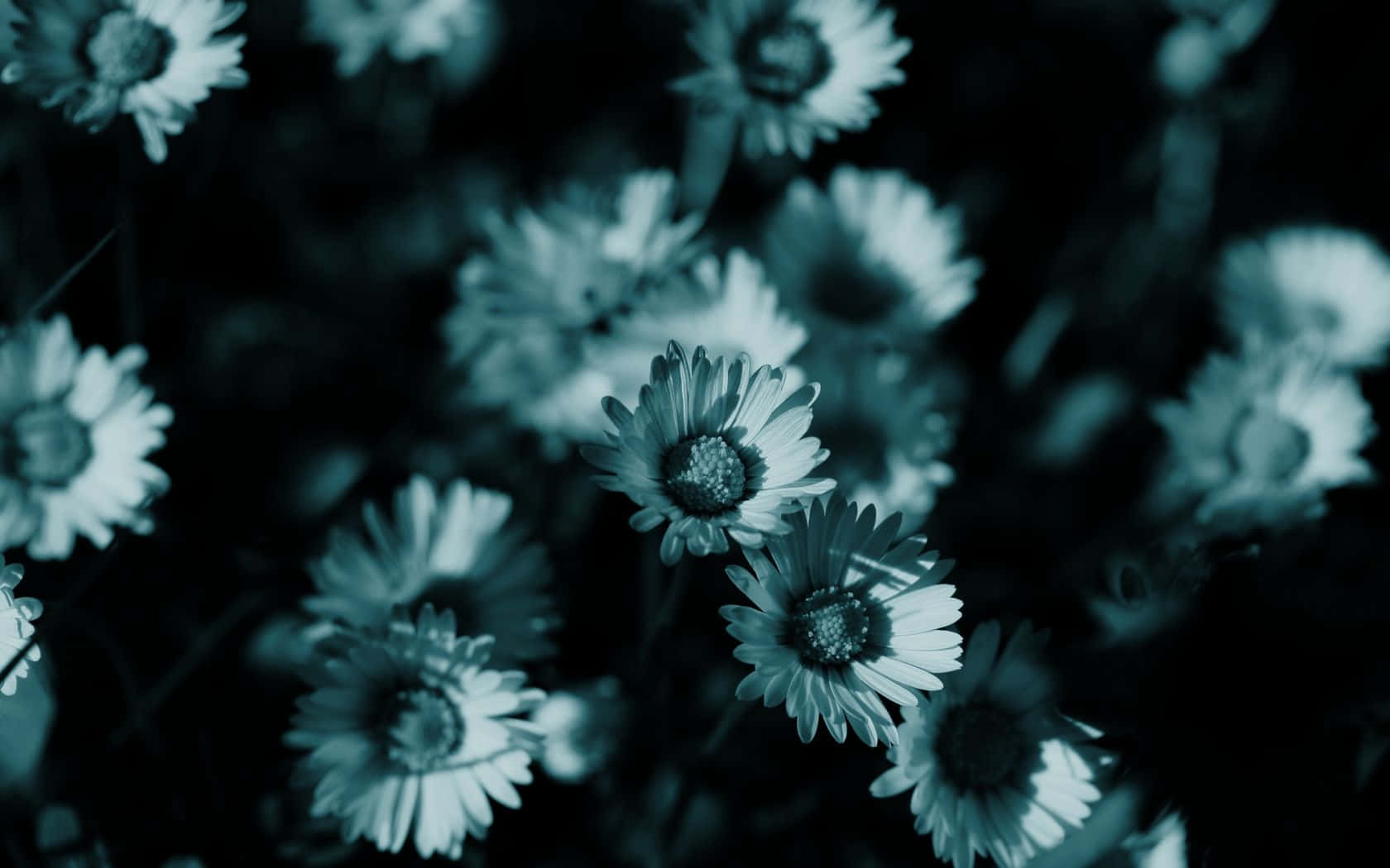 Little Teal Flower Background