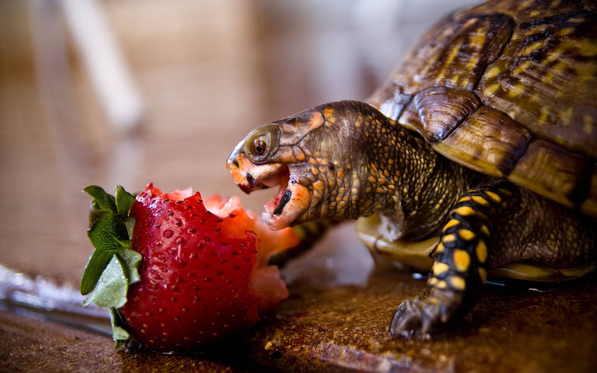 Little Turtle Eats Strawberry Background