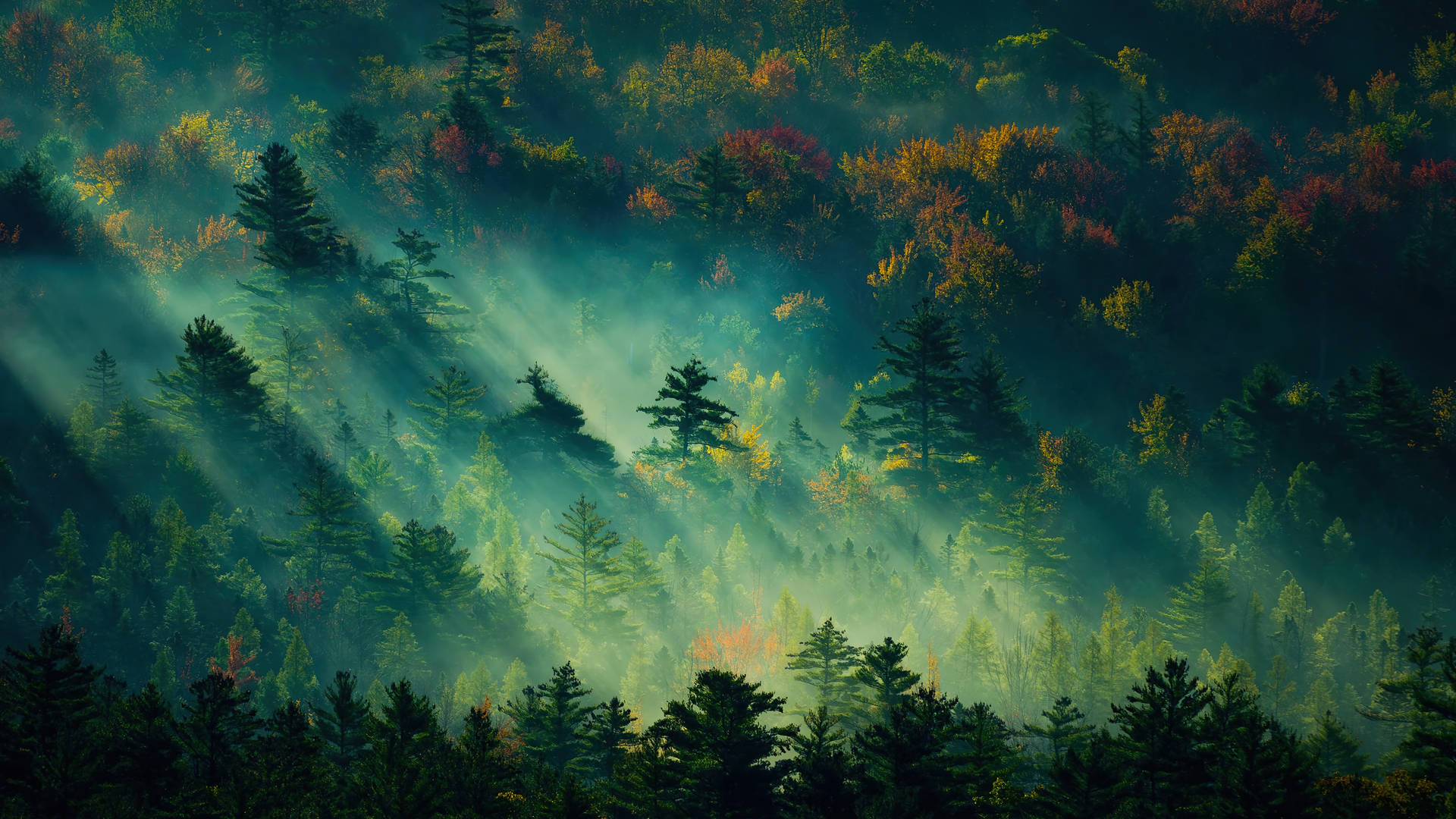 Live 4k Uhd Foggy Forest Background