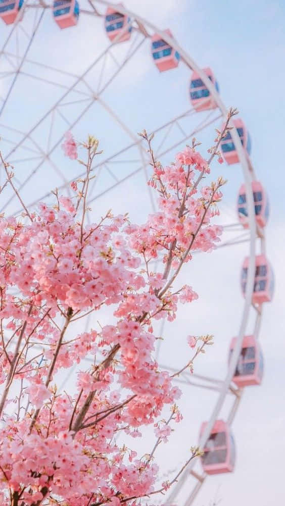 Live Aesthetic Cherry Blossoms Ferris Wheel Background