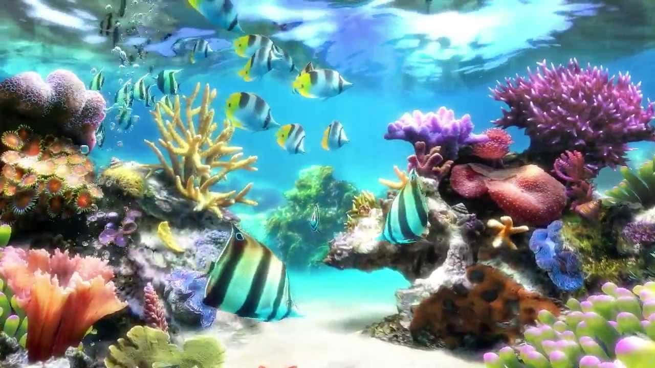 Live Fish With Colorful Coral Reefs Background