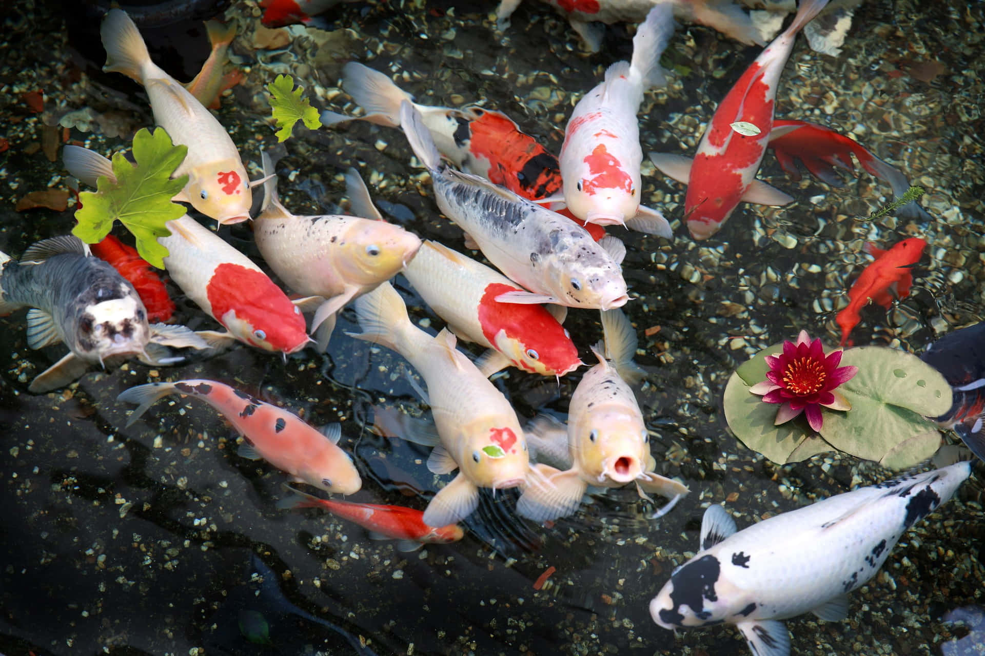 Live Koi Fish And Lotus Flower Background