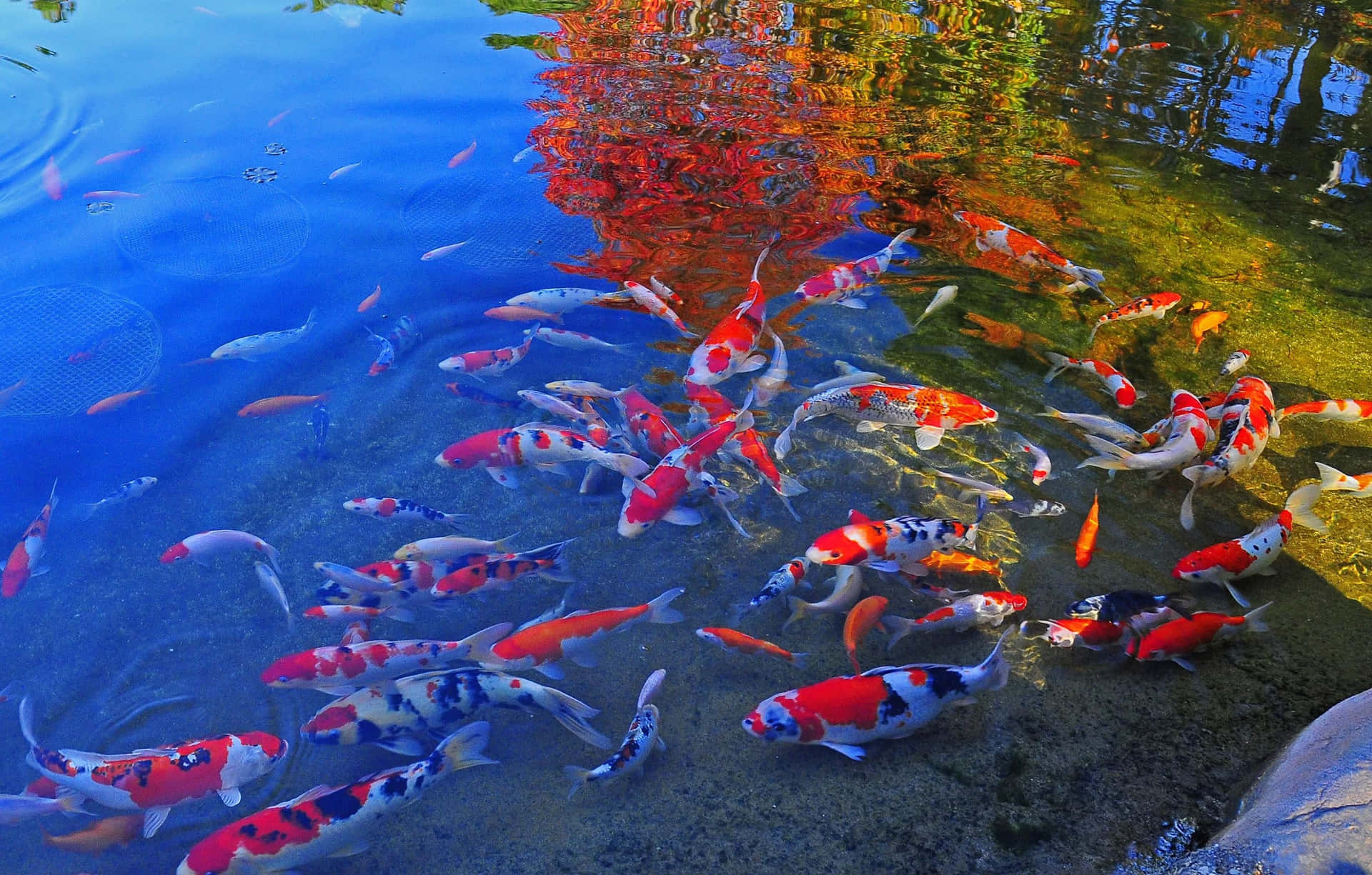 Live Koi Fish In A Pond During Autumn Background