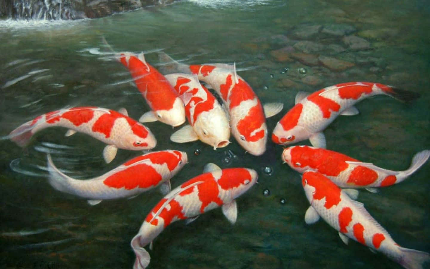 Live Koi Fish In A Pond Background