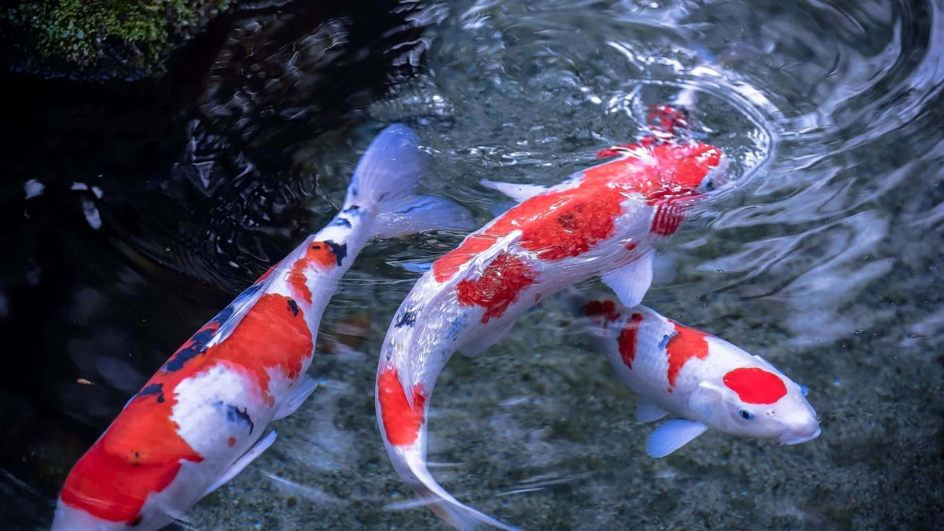 Live Koi Fish In A Pond With Rocks Background