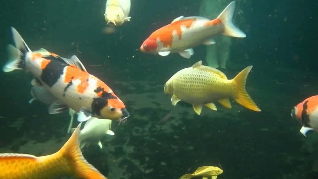 Live Koi Fish In An Aquarium Background