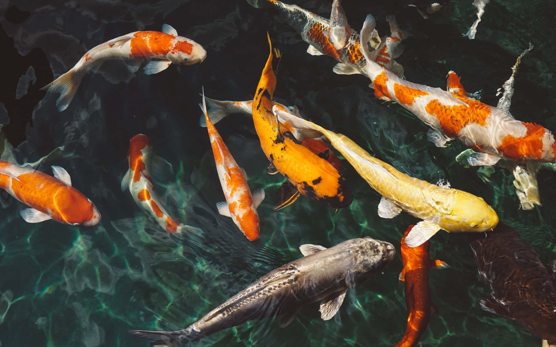 Live Koi Fish Swimming In The Peaceful Waters Background