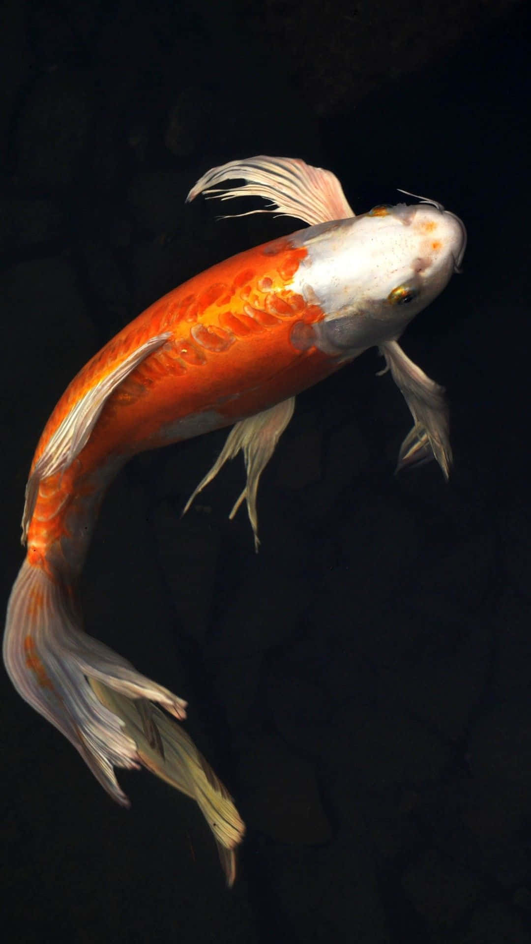 Live Koi Fish With Orange Spots Background