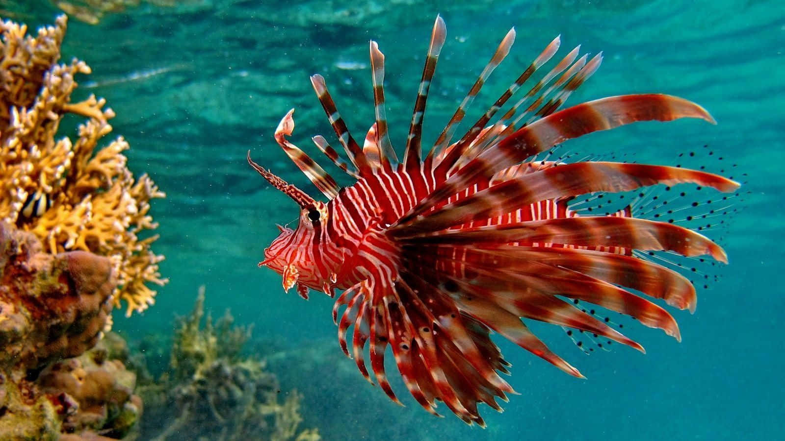 Live Red Lion Fish In The Sea Background