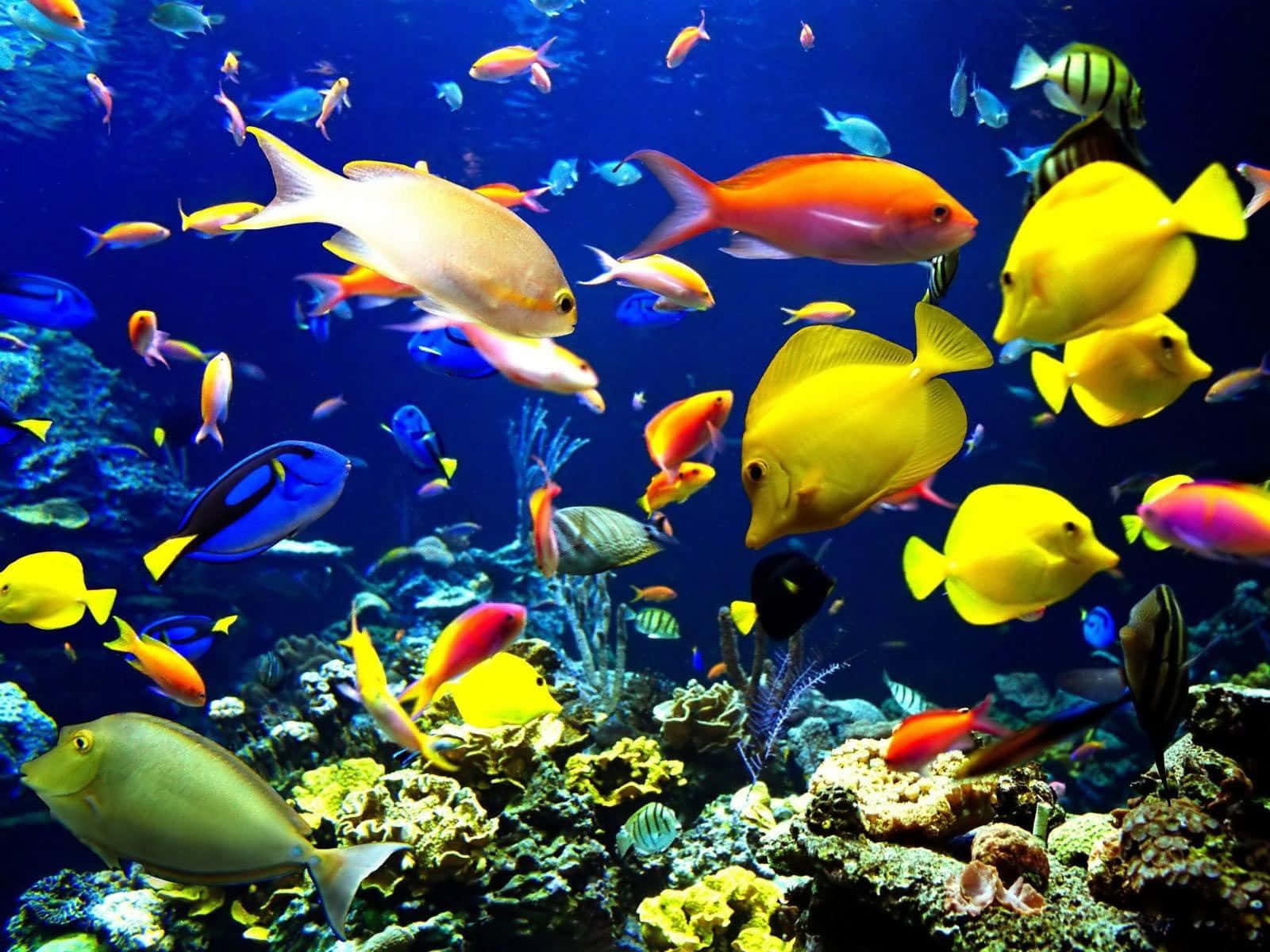 Live School Of Fish In The Ocean Reef Background