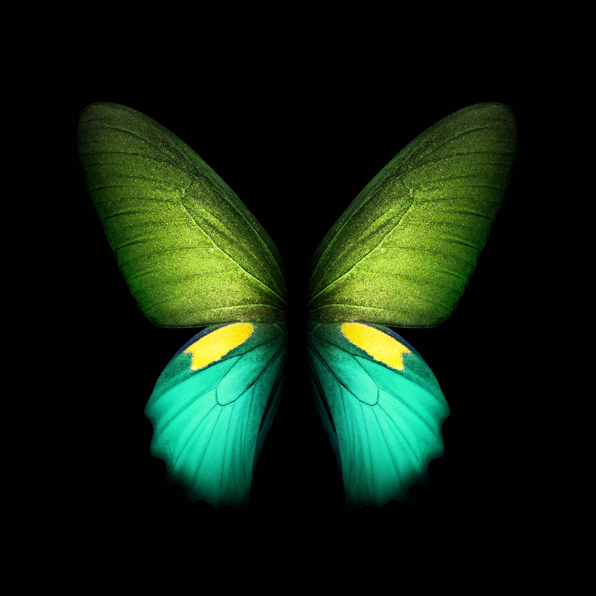 Live Stylish Butterfly Background