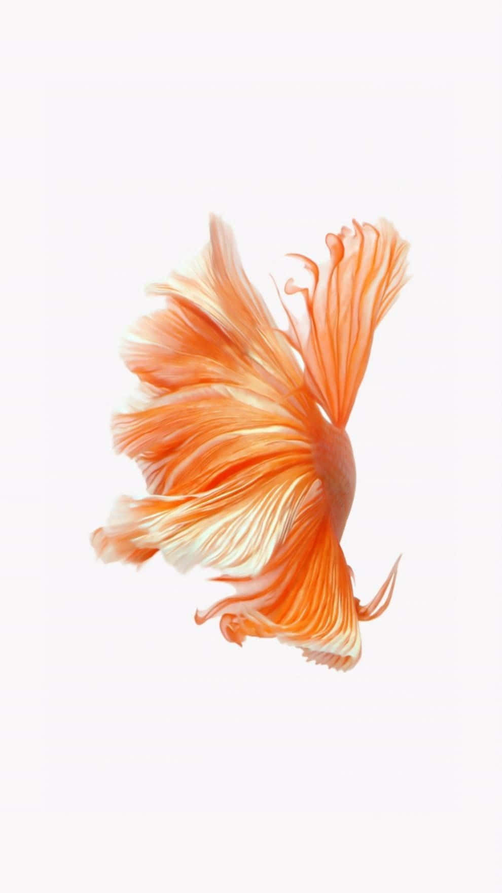 Live Swimming Orange Fish Tail Background