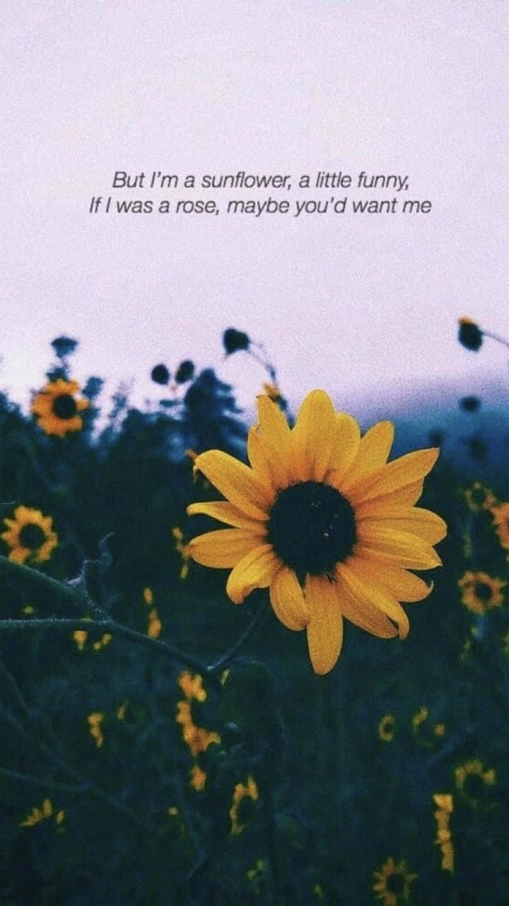 Live Your Life Like A Sunflower. Find The Strength To Grow, No Matter What Is Thrown Your Way. Background