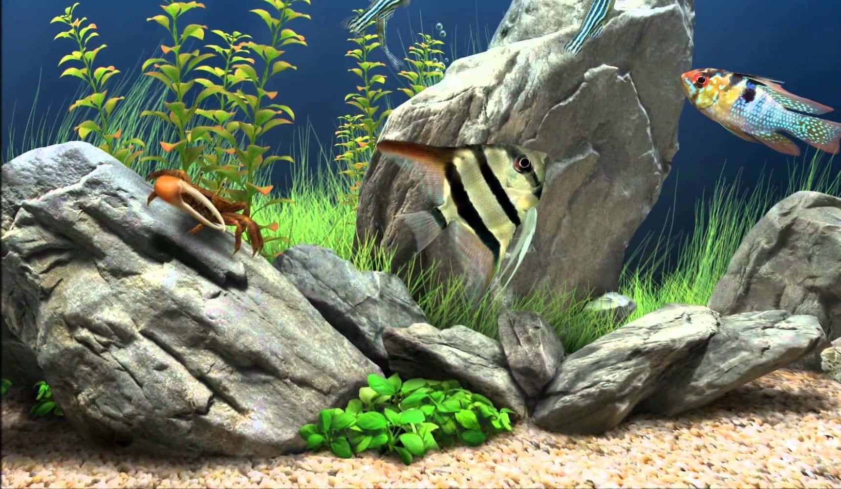 Lively And Colorful Fish Tank In An Aquarium Background