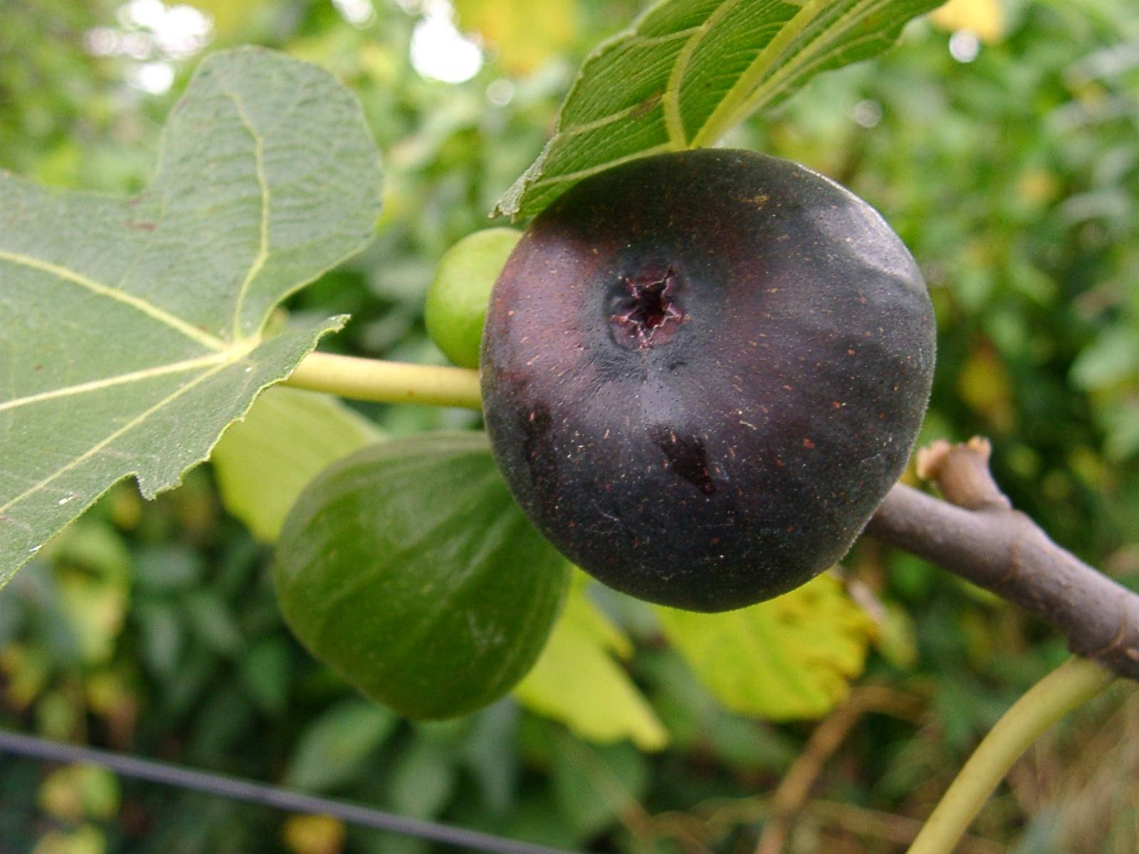 Lively Black Figs Tree