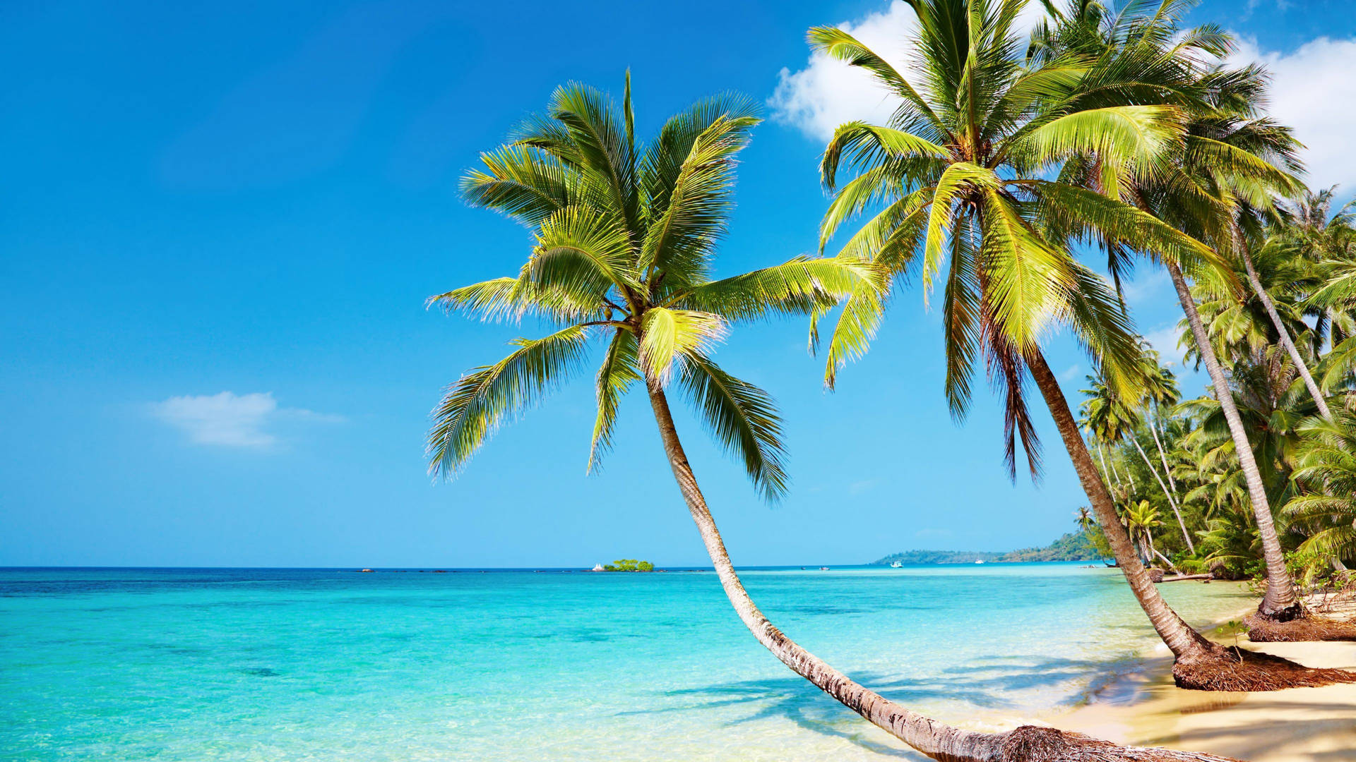 Lively Palms On A Beautiful Beach Background