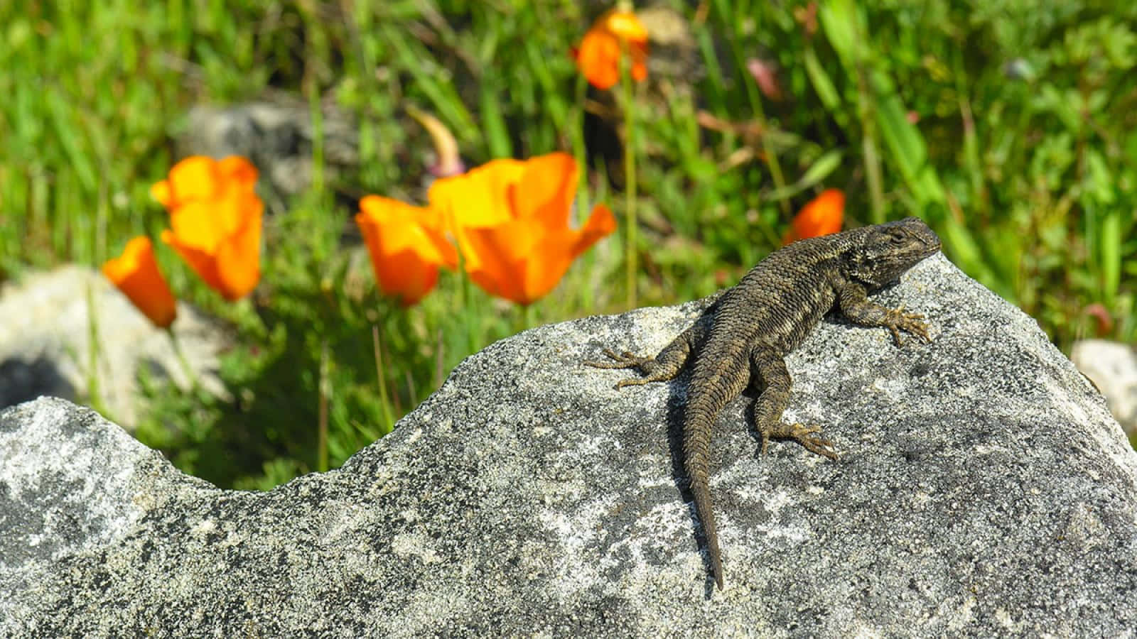 Lizard Baskingon Rockwith Orange Flowers Background