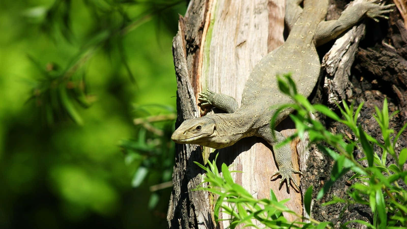 Lizard Baskingon Tree Trunk Background