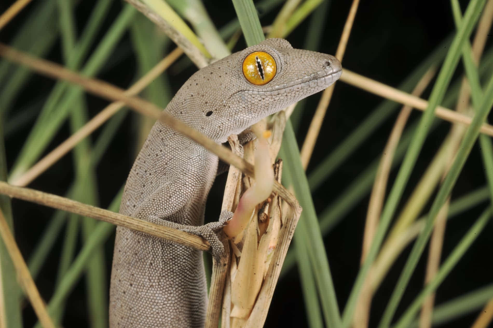 Lizard Clingingto Plant Stalk Background