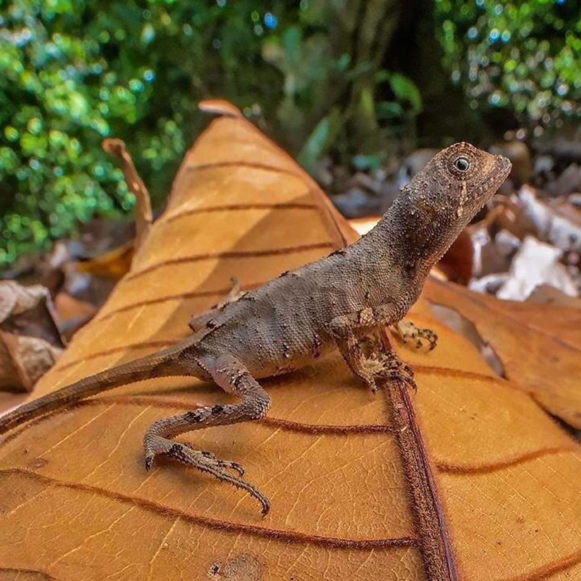 Lizard_on_ Leaf_ Closeup.jpg