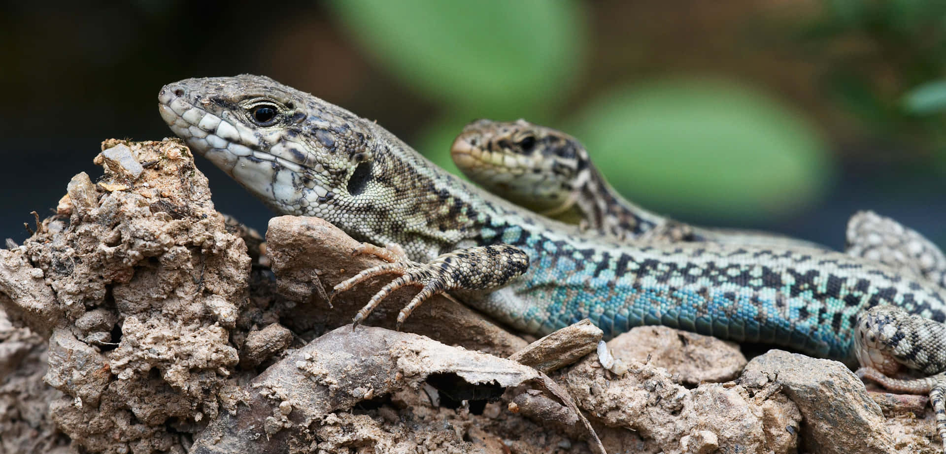 Lizards_on_ Rocky_ Terrain.jpg Background