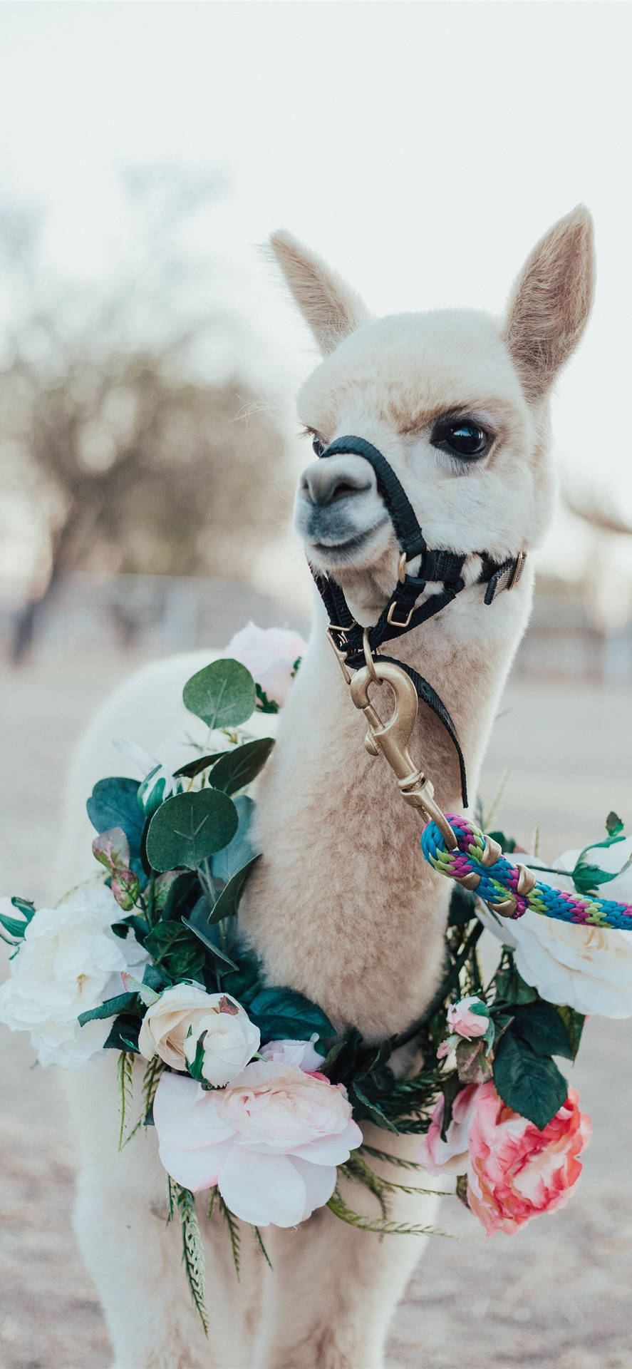 Llama Adorned With Florals Background