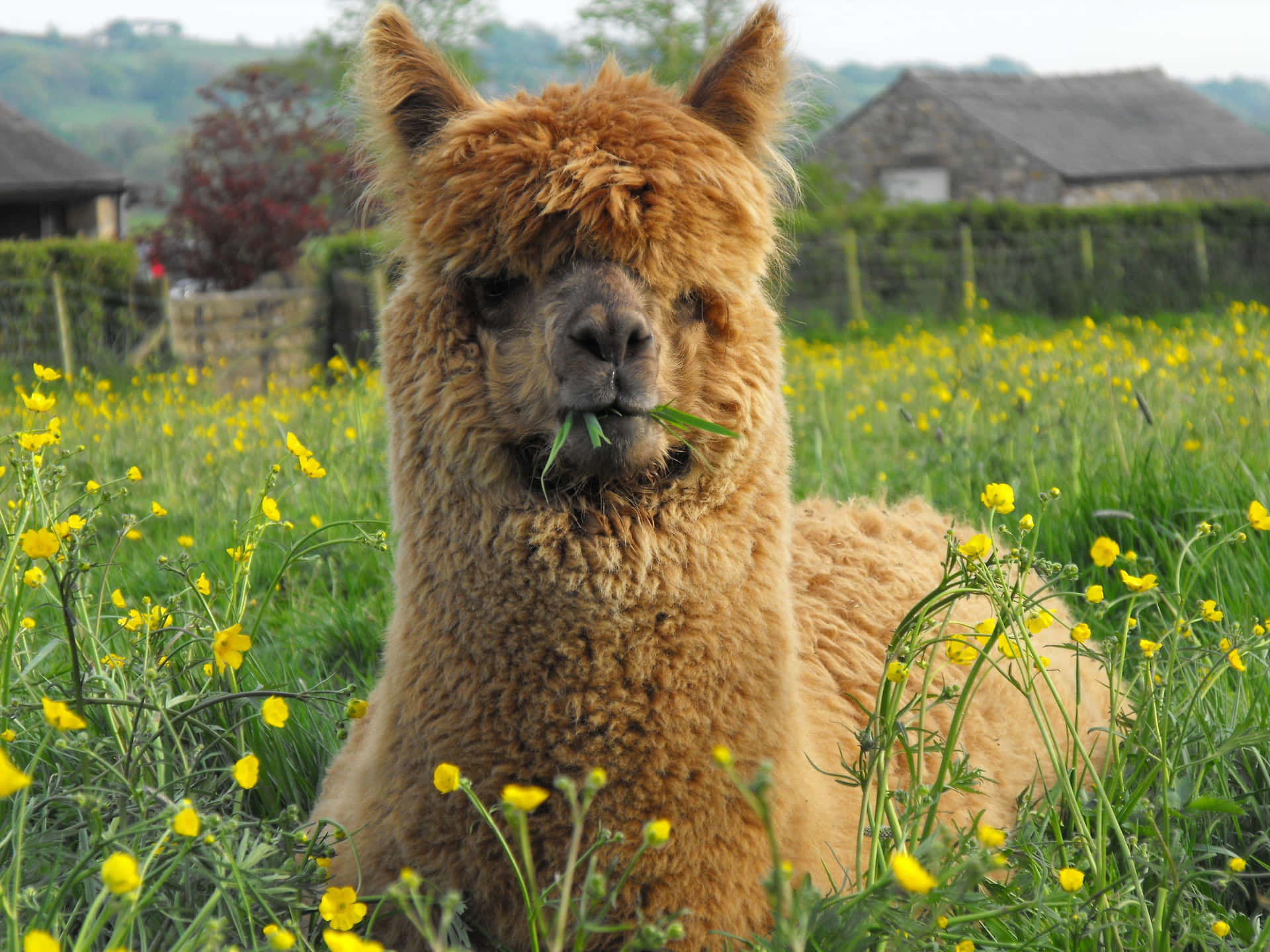 Llama Eating Grassin Field.jpg Background