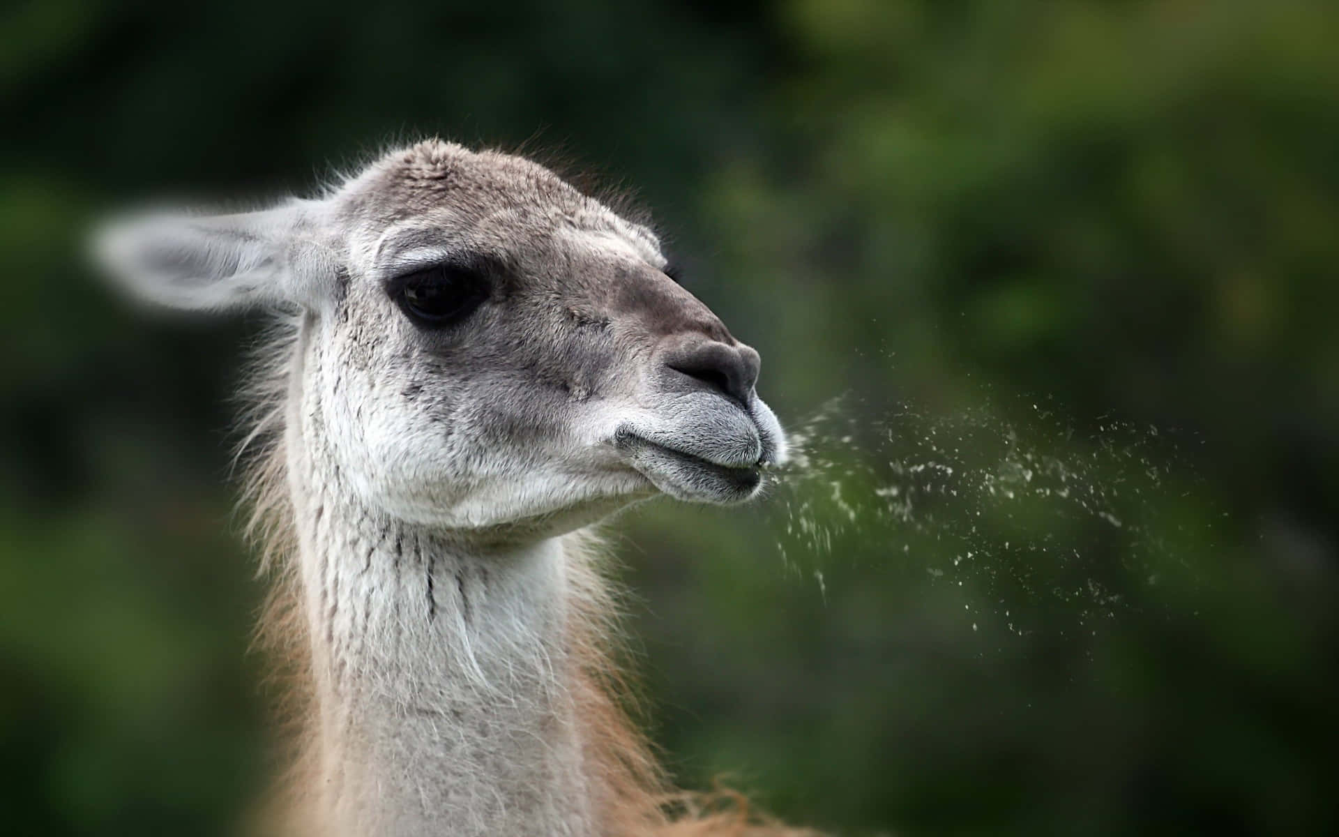 Llama Exhaling Mist Background