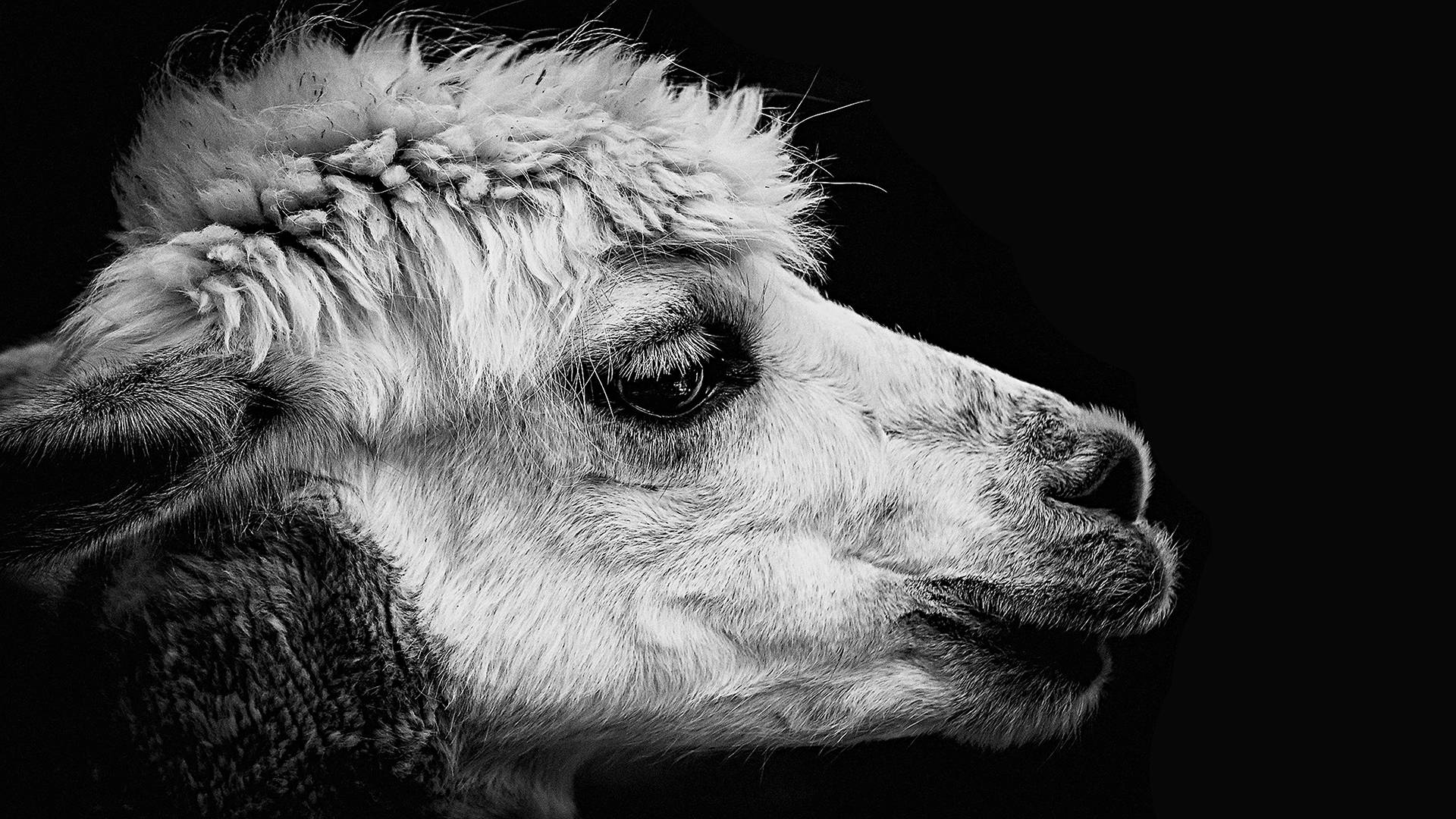 Llama Face Up Close Background