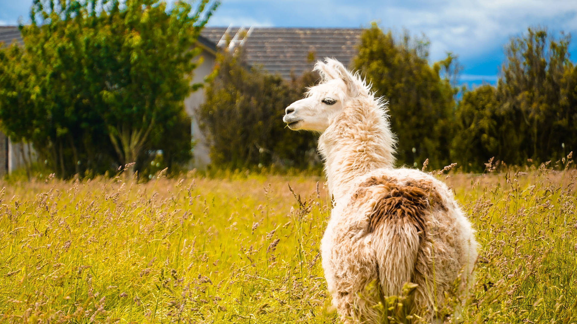 Llama From Behind Background