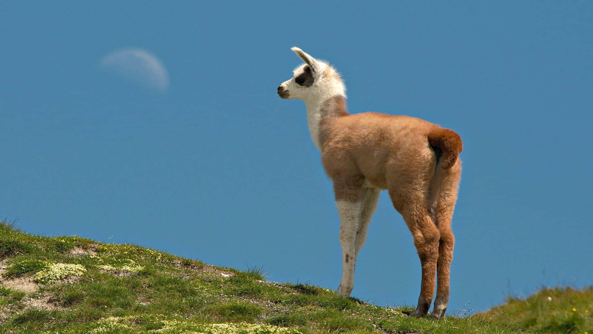 Llama Gazing Into Distance Background