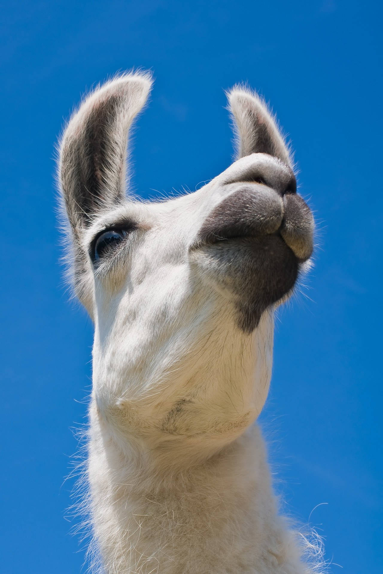 Llama In Closeup Background