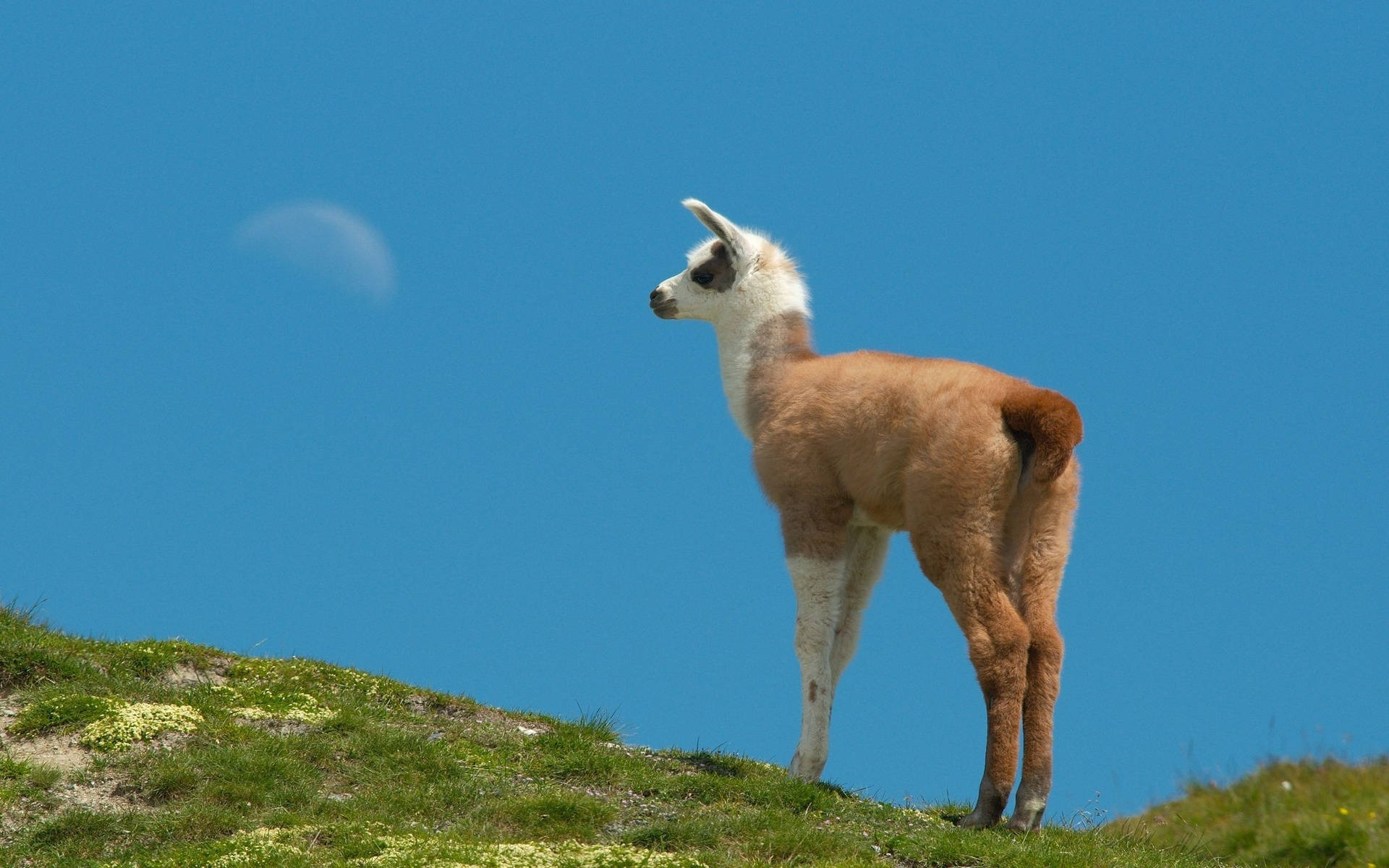 Llama Looks Into Field Background