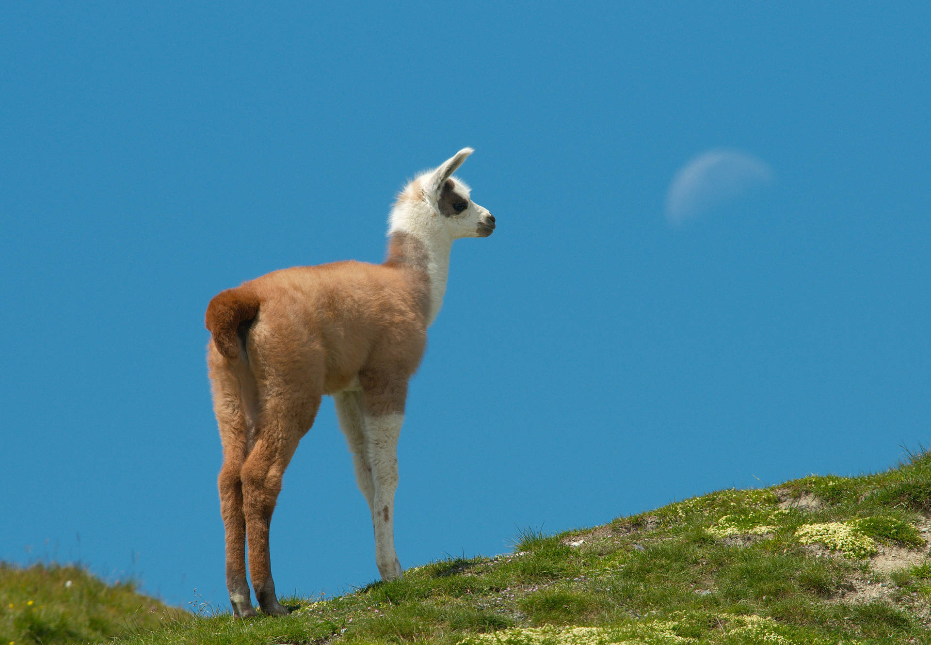 Llama Looks To The Moon Background