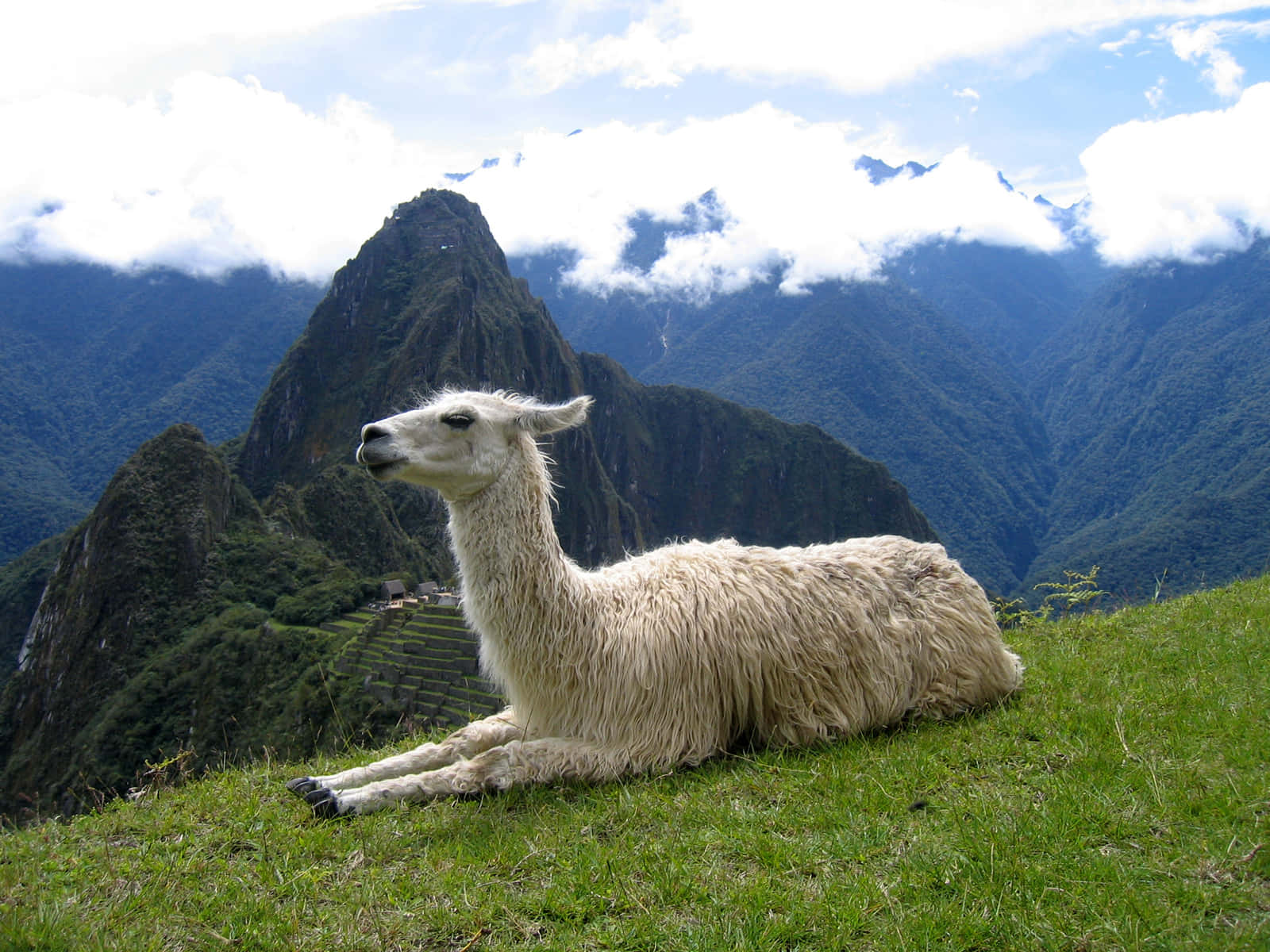 Llama Overlooking Machu Picchu Background